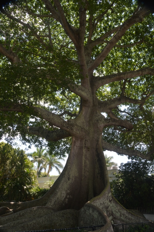Palm Beach ficus tree